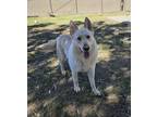 Adopt Darion a German Shepherd Dog