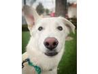 Adopt Alaska a German Shepherd Dog, Husky