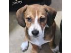 Adopt Jimmy a Beagle, Basset Hound