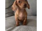 Dachshund Puppy for sale in Midland, VA, USA