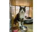 Adopt Loofah a Maine Coon