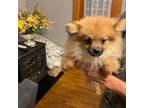 Pomeranian Puppy for sale in Middleboro, MA, USA