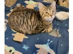 Adopt Rocket a Domestic Short Hair, Tabby