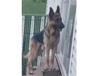 Adopt Kovu a German Shepherd Dog