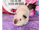 Adopt Mr. Wigglesworth a Guinea Pig