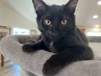 Adopt Sea Biscut Loves her Loves a Domestic Medium Hair