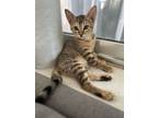 Adopt Dallas a American Shorthair