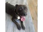 Adopt Willy a Mixed Breed