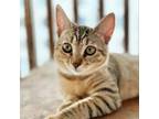 Adopt Austin (Ruby) a American Shorthair