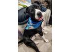 Adopt Manny a Staffordshire Bull Terrier, Border Collie