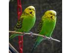 Adopt MARIANNA a Parakeet (Other)
