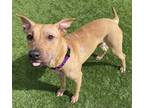 Adopt VERONICA a Black Mouth Cur, German Shepherd Dog