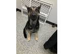 Adopt Addie a German Shepherd Dog