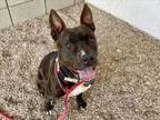 Adopt RAVENNA a Pit Bull Terrier, Mixed Breed
