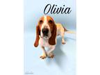 Adopt Olivia a Basset Hound