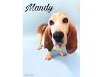 Adopt Mandy a Basset Hound