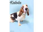 Adopt Kalola a Basset Hound