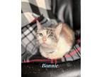 Adopt Bonnie a Ragdoll