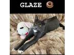 Adopt Glaze (rr) a Domestic Short Hair, Siamese