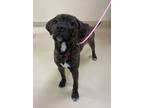 Adopt Emmy a Boxer, Labrador Retriever