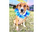 Adopt Dahlia a Hound, Black Mouth Cur