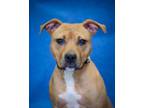 Adopt Sienna a Mixed Breed, Pit Bull Terrier