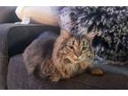 Adopt Isabelle (FCID# 04/24/2023 - 71) C a Domestic Long Hair, Tabby