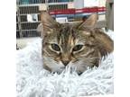 Adopt Tofu a Domestic Short Hair