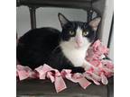 Adopt Willa a Domestic Short Hair