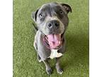 Adopt Foxy a Pit Bull Terrier