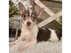 Chihuahua Puppy for sale in Sharon, KS, USA