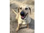 Adopt JADEN a Black Mouth Cur, Mixed Breed