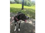 Adopt Athena a Great Dane