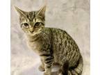 Adopt Emberli kitten a Tabby, Tiger