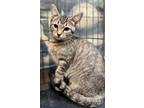 Adopt Evline kitten a Tiger, Abyssinian