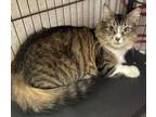 Adopt Dacey med hair a Domestic Medium Hair, Maine Coon