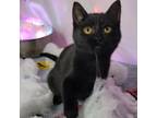 Adopt Caddie a Domestic Short Hair