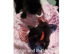 Adopt Ringo a Domestic Shorthair / Mixed (short coat) cat in Richland Hills