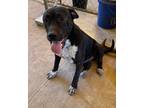 Adopt Tink Tink a American Pit Bull Terrier / Mixed Breed (Medium) / Mixed dog