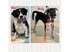 Adopt Oreo / Rocky a Beagle / Dachshund / Mixed dog in Dalton, GA (35446811)