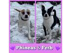 Adopt Phineas & Ferb a Terrier