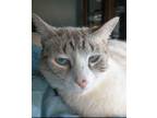 Adopt Tiny a Domestic Shorthair (short coat) cat in Lebanon, OR (38063769)