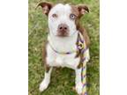 Adopt Naomi a Pit Bull Terrier, Mixed Breed