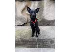 Adopt rockette a Mixed Breed