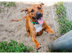Adopt Jimbo (Underdog) a Tan/Yellow/Fawn Coonhound / Mixed dog in New Orleans