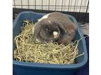 Adopt Adira a Lop Eared