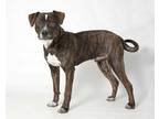 Adopt FRANKLIN a Brindle - with White American Pit Bull Terrier / Catahoula