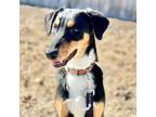 Adopt Jenga a Doberman Pinscher, Husky