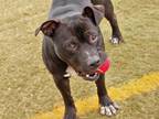 Adopt HARVEY a Black American Staffordshire Terrier / Mixed dog in Tallahassee