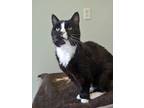 Adopt Biggie a All Black Domestic Mediumhair / Domestic Shorthair / Mixed cat in